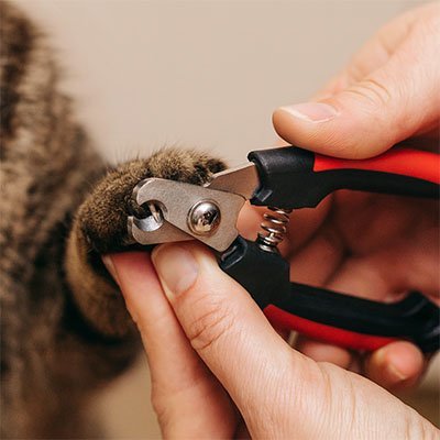 Coupe griffe Chat | ErgoComfort - MinouVillage