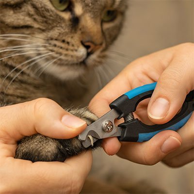 Coupe griffe Chat | ErgoComfort - MinouVillage