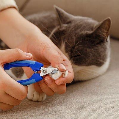 Coupe griffe Chat | ErgoComfort - MinouVillage